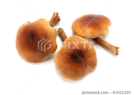磚紅Hypholoma 61022105
