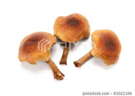 Kurutake Kurutake 61022106