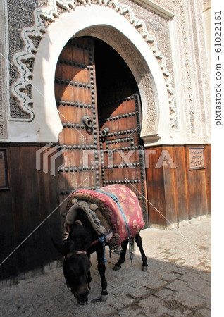 Morocco, Fes, Medina, Luggage Donkey Morocco, Fes, Medina, Luggage Donkey 61022161