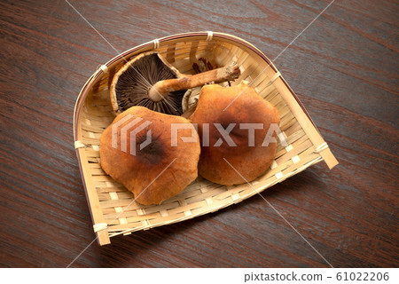 磚紅Hypholoma 61022206