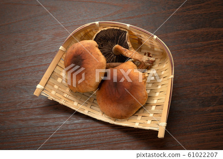 磚紅Hypholoma 61022207