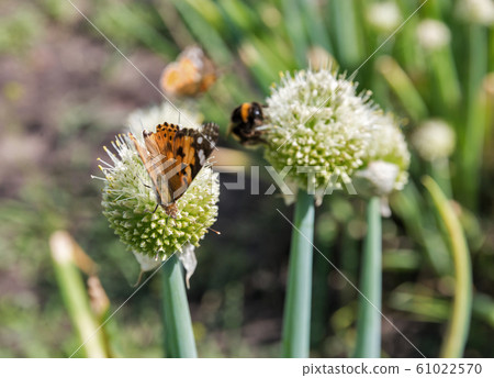 vanessa cardui butterfly and bumblebee on blooming vanessa cardui butterfly and bumblebee on blooming 61022570