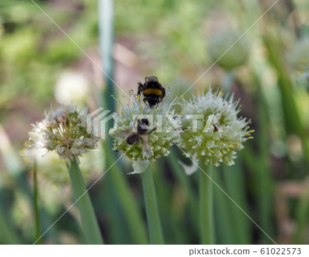onions growing in a field on farm. onions growing in a field on farm. 61022573