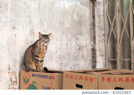 香港市場的貓 61022883