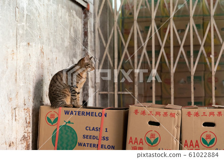 香港市場的貓 61022884