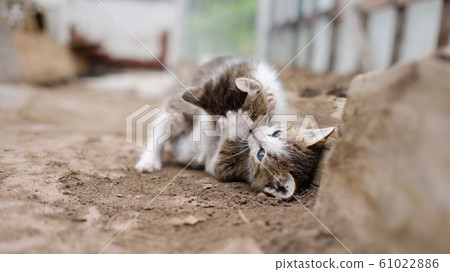 two little kittens are playing and fighting 61022886
