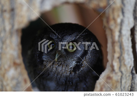 貓頭鷹   61023243
