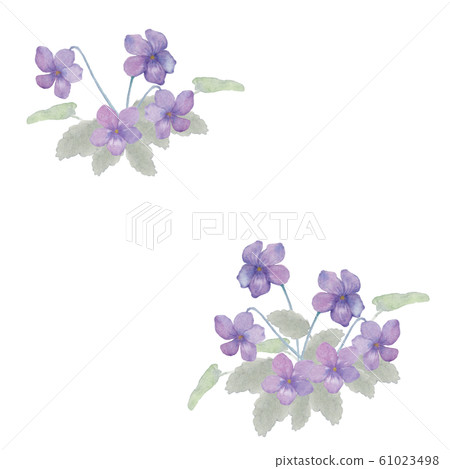 紫羅蘭色的水彩插圖 61023498