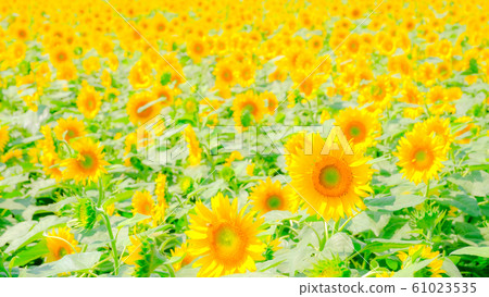 Sunflower (Akeno Sunflower Field) Sunflower (Akeno Sunflower Field) 61023535
