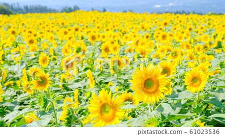 Sunflower (Akeno Sunflower Field) Sunflower (Akeno Sunflower Field) 61023536