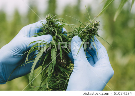Scientist hands in gloves at hemp field checking cannabis marijuana plants and flower buds Scientist hands in gloves at hemp field checking cannabis marijuana plants and flower buds 61024184
