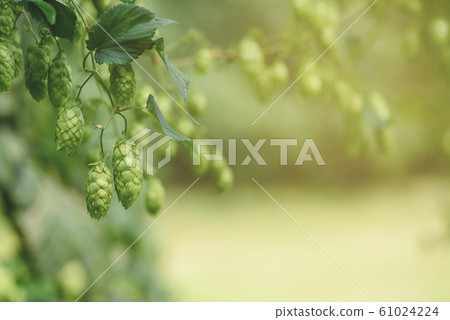 Hops cones on branch macro Humulus lupulus for beer production Hops cones on branch macro Humulus lupulus for beer production 61024224