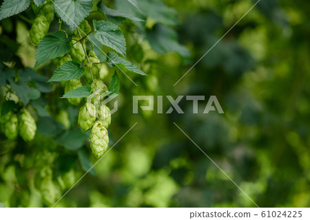 Bunch of hop cones on a vine at hops yard. Bunch of hop cones on a vine at hops yard. 61024225