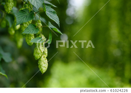 Hops cones branch on hop yard. Humulus lupulus for beer production. Hops cones branch on hop yard. Humulus lupulus for beer production. 61024226