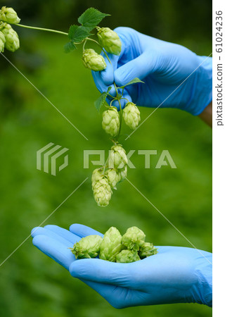 Hops cones in scientist hands hop yard inspection ready for harvest beer production. 61024236