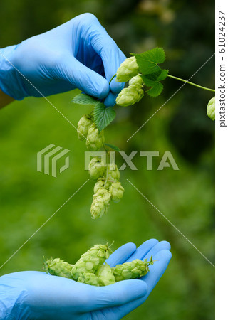 Hops cones in scientist hands hop yard inspection ready for harvest beer production 61024237