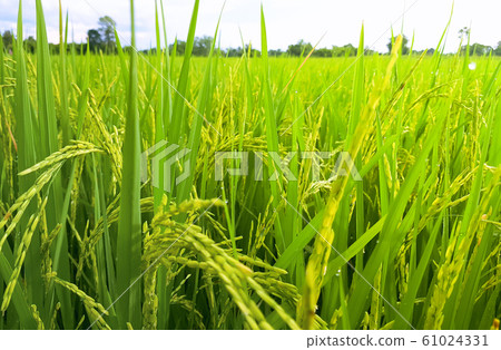 Sunset on Rice field at Thailand after the Rain Close Up 61024331