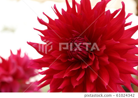 大麗花 大麗花 61024342