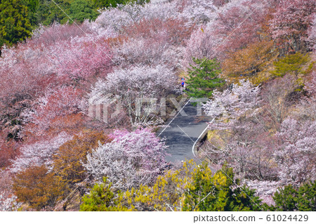 Yoshinoyama Yoshinoyama 61024429