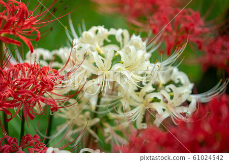 紅色和白色群集孤挺花照片 61024542