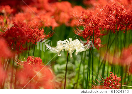 Red and white cluster amaryllis photo Red and white cluster amaryllis photo 61024543
