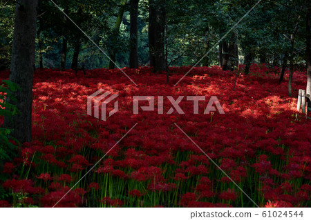 Higanbana flower photos Higanbana flower photos 61024544