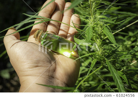 Hand holding a glass bottle with CBD oil at cannabis flowers blooming background Hand holding a glass bottle with CBD oil at cannabis flowers blooming background 61024556