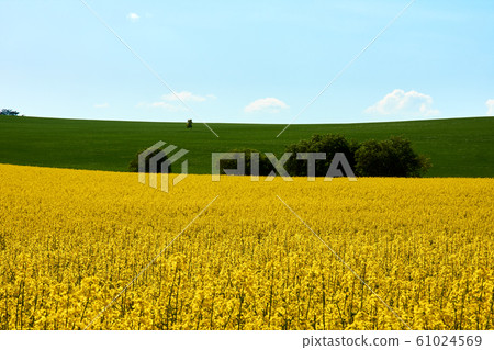 View of a yellow field of rapeseed with green 61024569
