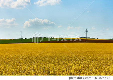 View of a yellow field of rapeseed with green View of a yellow field of rapeseed with green 61024572