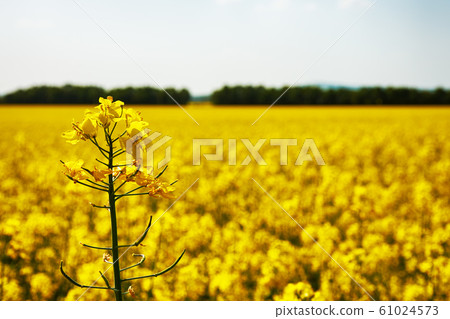 Close-up photo of rapeseed bloom with blurred 61024573