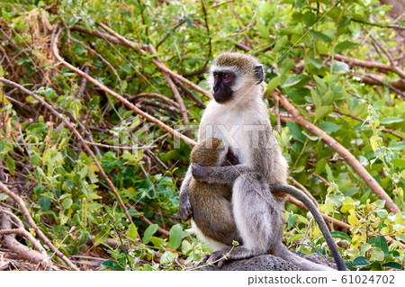 Female Cercopithecus with a baby in a tree in the 61024702