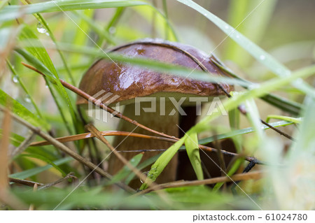 Close-up photo of a mushroom with drops of dew on Close-up photo of a mushroom with drops of dew on 61024780
