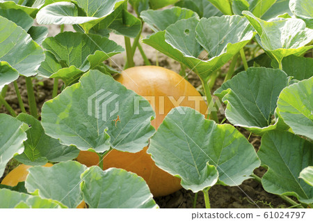 Pumpkins and leaves in a field on a summer day 61024797