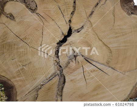 Texture tree hardwood with tree rings and cracks Texture tree hardwood with tree rings and cracks 61024798