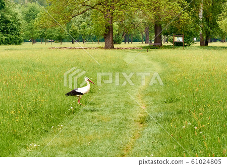 A photo of walking stork on a meadow with lawn and A photo of walking stork on a meadow with lawn and 61024805