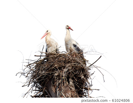 Stork's nest on a branch of a tree with two 61024806