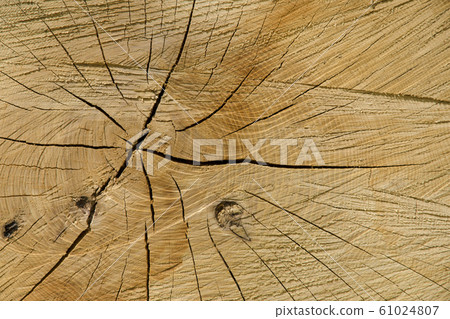 A close-up view of the texture of a natural cut of 61024807