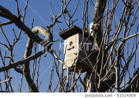 A Birdhouse on a tree between the branches on a A Birdhouse on a tree between the branches on a 61024809