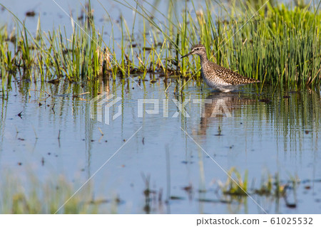 Wood sandpiper (Tringa glareola) 61025532