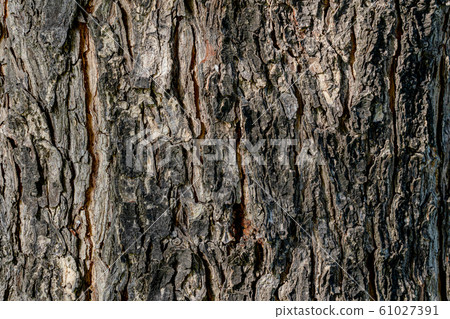 Natural texture of tree bark Natural texture of tree bark 61027391