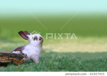 A white baby rabbit looking up in front of a fallen tree in the meadow. Nature, small animals, pets, healing, relaxation, dreams, hope images A white baby rabbit looking up in front of a fallen tree in the meadow. Nature, small animals, pets, healing, relaxation, dreams, hope images 61027433