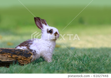 A white baby rabbit staring into the distance in front of a fallen tree in the meadow. Nature, healing, relaxing image 61027448