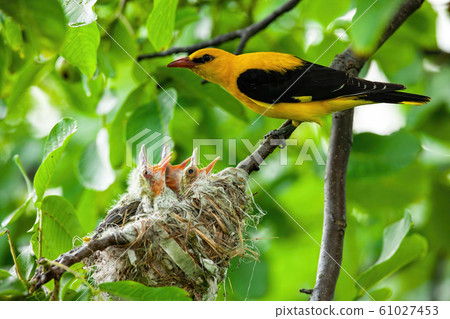 Eurasian golden oriole with yellow and black plumage breeding Eurasian golden oriole with yellow and black plumage breeding 61027453