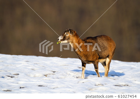 Mouflon ewe feeding on a field covered with snow in winter 61027454