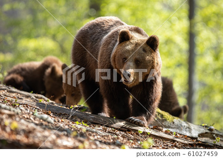 Mother brown bear leading her two cubs on the way through the forest Mother brown bear leading her two cubs on the way through the forest 61027459
