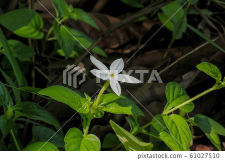 White wildflowers with lobes. White wildflowers with lobes. 61027510