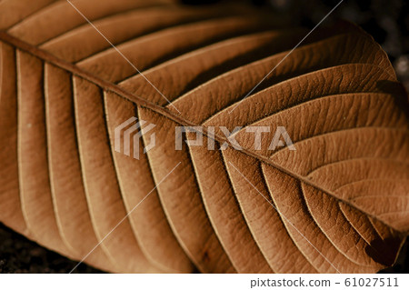 Leaves dry in nature Leaves dry in nature 61027511