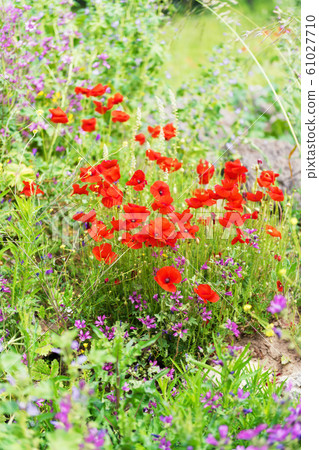 Poppies bloom in a field in Puglia, Italy Poppies bloom in a field in Puglia, Italy 61027710