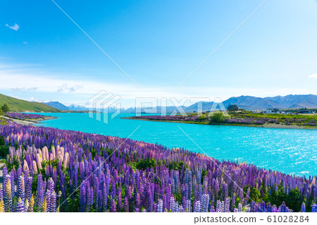 Lake Tekapo and Lupine Lake Tekapo and Lupine 61028284