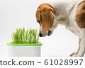 Close-up shot of Beagle sniffs rye sprouts. Isolated on white background. 61028997